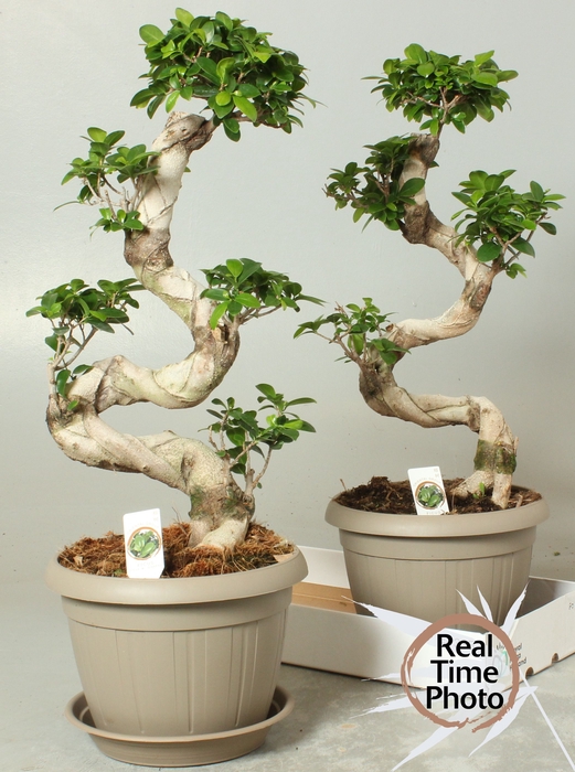 <h4>FIC MI GINSENG</h4>