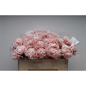 Leuco Klbh Snow-white