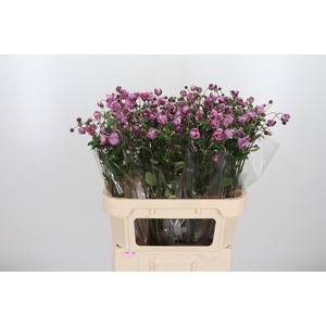 Anemone Roze