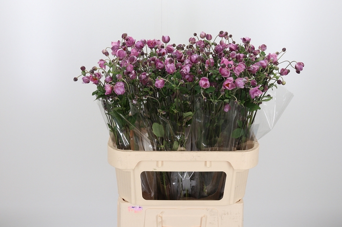 <h4>Anemone Roze</h4>