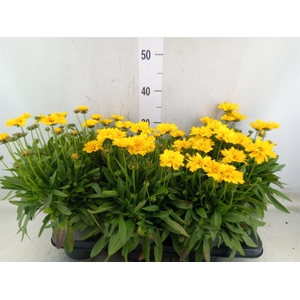 Coreopsis grand. 'Presto'