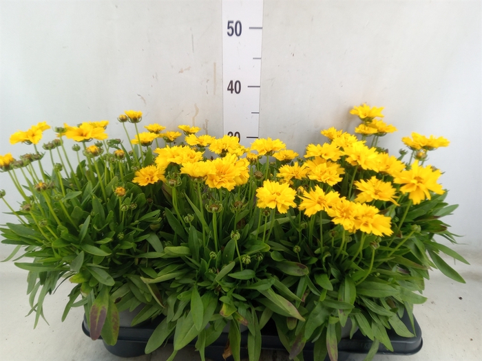 <h4>Coreopsis grand. 'Presto'</h4>