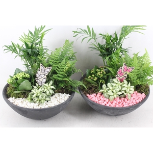 arr2 PL - Ebbischaal L - roze/wit