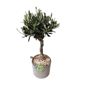 Arr.   Tuinplanten H%