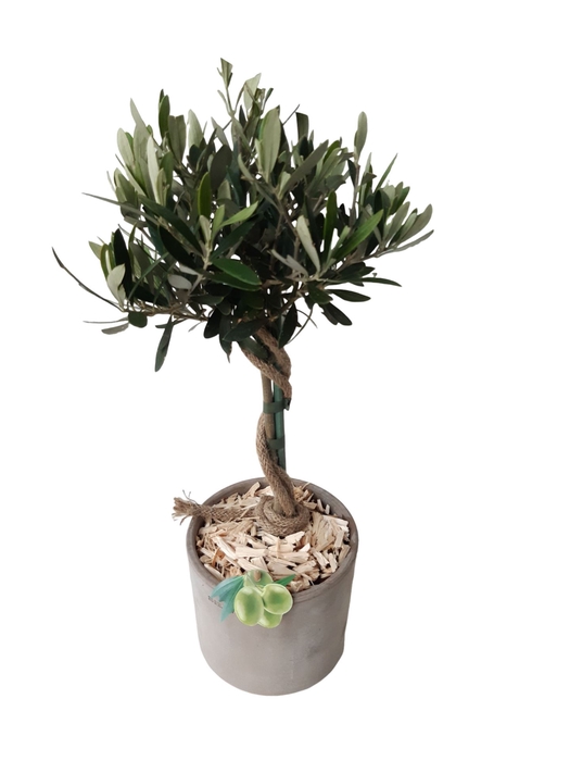 <h4>Arr.   Tuinplanten H%</h4>