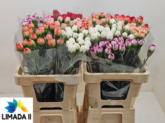 <h4>DI ST GEM IN FUST</h4>