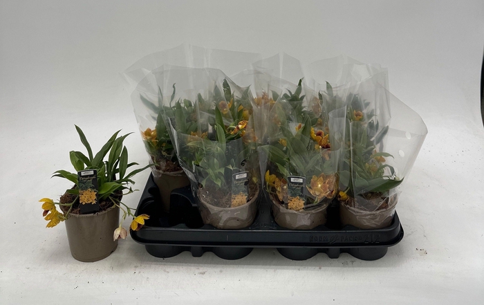 <h4>PROMENAEA SUNLIGHT</h4>