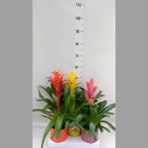Bromelia   ...mix