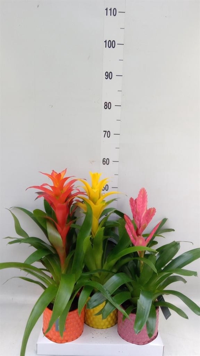 <h4>Bromelia   ...mix</h4>