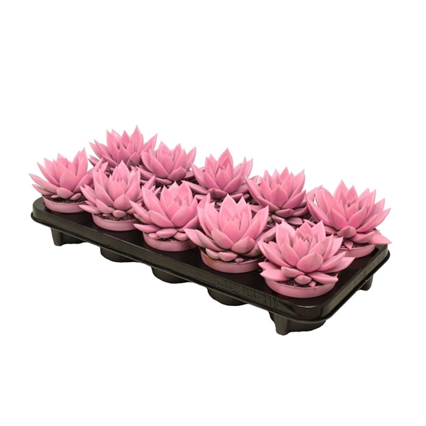 <h4>Echeveria coloured pink</h4>