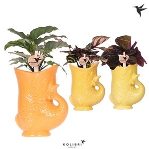 Kolibri Greens Calathea mix in Fish pot yellow mix