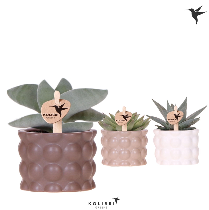 <h4>Kolibri Greens Succulenten mix in Cotton pot sand mix</h4>