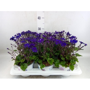 Pericallis cr. 'Senetti Blue Deep'