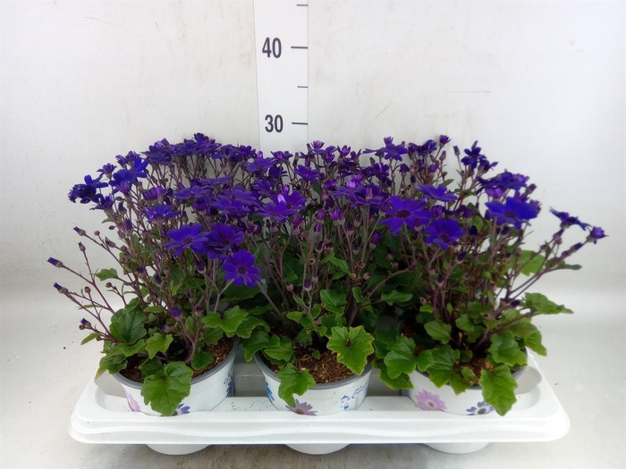 <h4>Pericallis cr. 'Senetti Blue Deep'</h4>