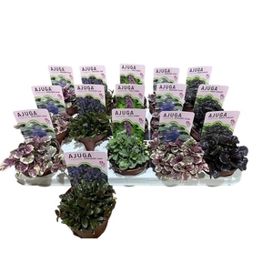 AJUGA OV