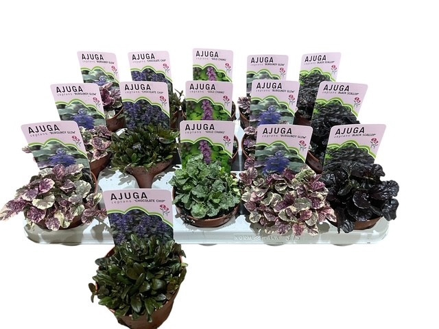 <h4>AJUGA OV</h4>