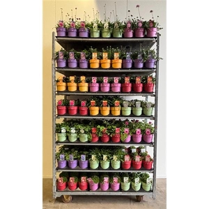Vaste planten mixkar