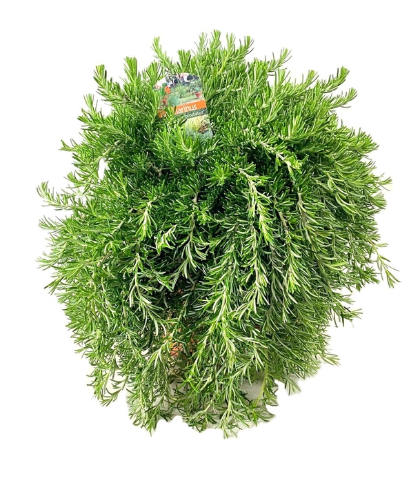 <h4>Rosmarinus prostratus</h4>
