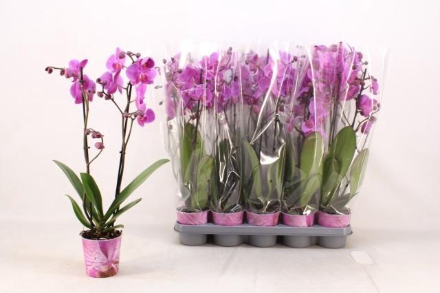 <h4>PHAL AN PASADENA</h4>