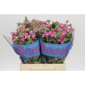 Oxypetalum Bridal Diana