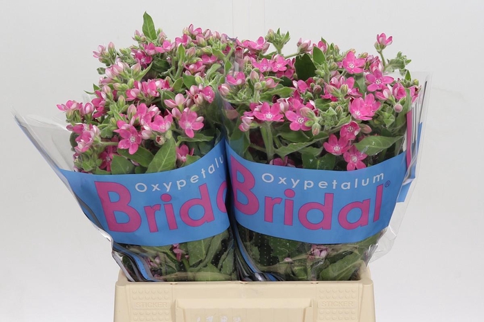 Oxypetalum Bridal Diana