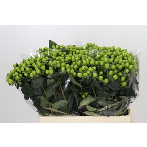 Hypericum Lucky Romance