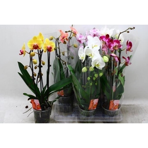 PHAL EL CASCADE