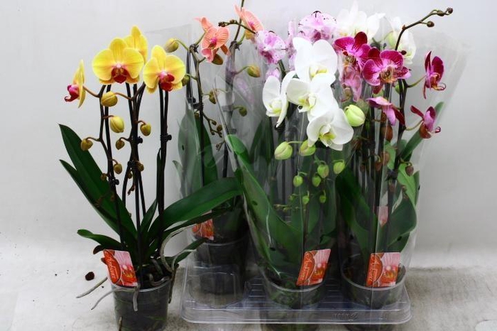 <h4>PHAL EL CASCADE</h4>