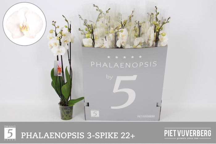 <h4>PHAL OV WIT</h4>