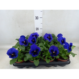 Viola wr. 'Delta Blue wBlotch'