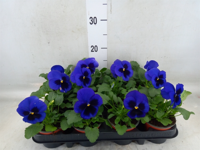 <h4>Viola wr. 'Delta Blue wBlotch'</h4>