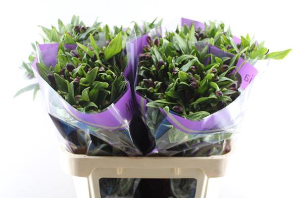 <h4>Alstr Rumba (rood)</h4>