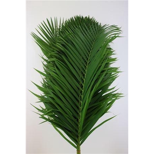 CANE PALM 120CM