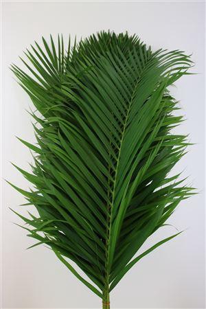 <h4>CANE PALM 120CM</h4>