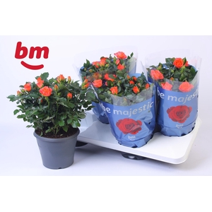 Rosa Jewel Patio Orange 17cm