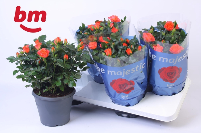<h4>Rosa Jewel Patio Orange 17cm</h4>