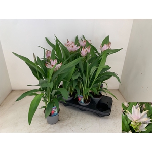 PLANTEN OV