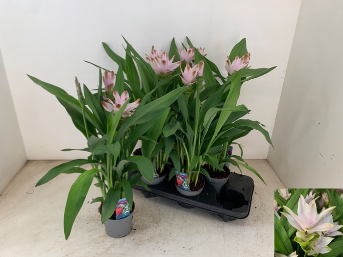 <h4>PLANTEN OV</h4>