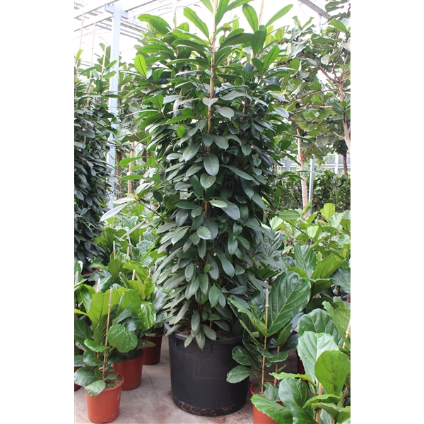 <h4>Ficus Cyathistipula 6 per pot</h4>