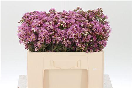 <h4>Chamelauc Adi Pink</h4>