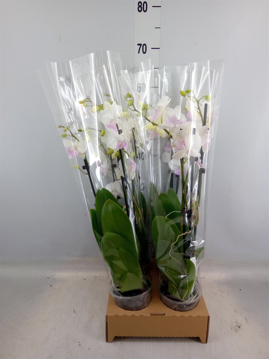 <h4>Phalaenopsis   ...</h4>