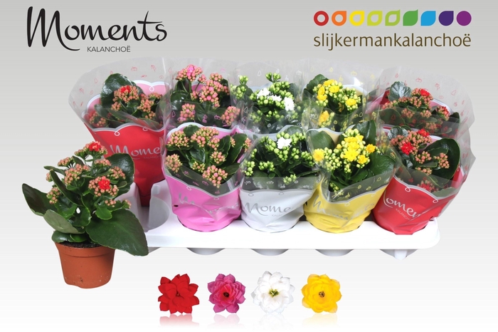 <h4>KAL GE GEM 4 KL</h4>