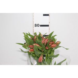 ALSTROEMERIA CANYON 080 CM