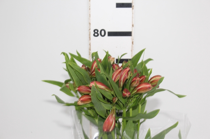 <h4>ALSTROEMERIA CANYON 080 CM</h4>