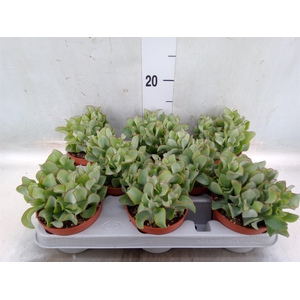 Crassula arborescens 'Curly'