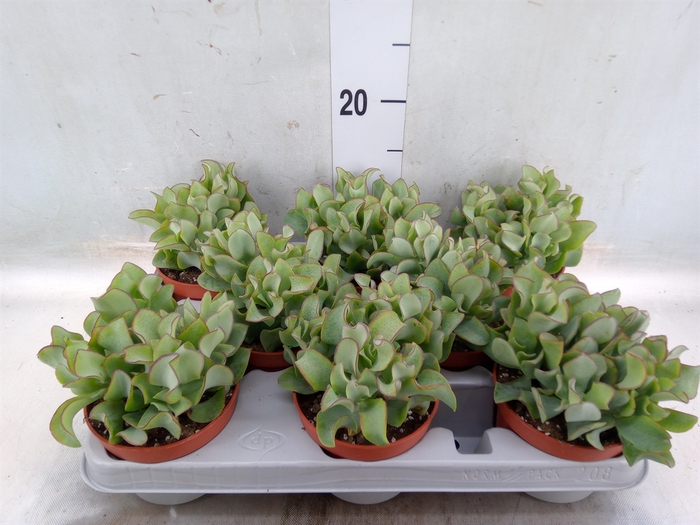 <h4>Crassula arborescens 'Curly'</h4>