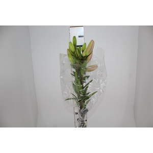 LIRIO ALBUFEIRA 090 CM HT 3/4 FLS ROSA