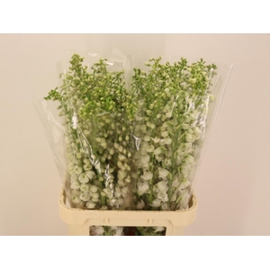 Delph Du Mag F White