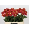Dahlia Zundert Mystery Fox