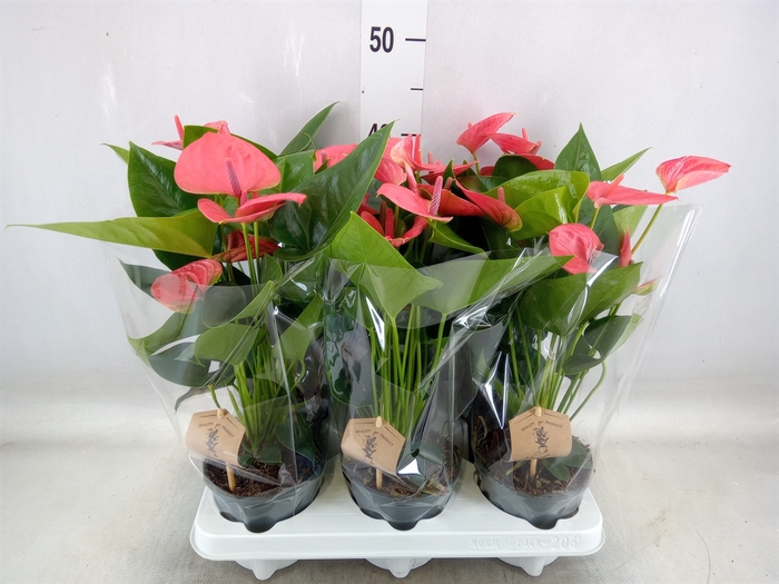 <h4>Anthurium andr. 'Sweet Dream'</h4>